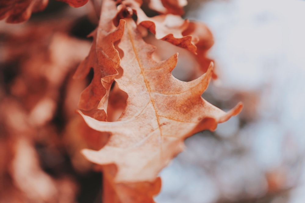 selective focus photography of brown leaf
