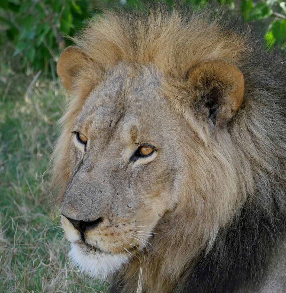 lion beside plants