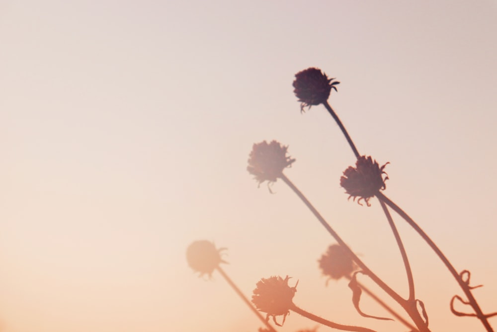 several short petaled flowers during sunset