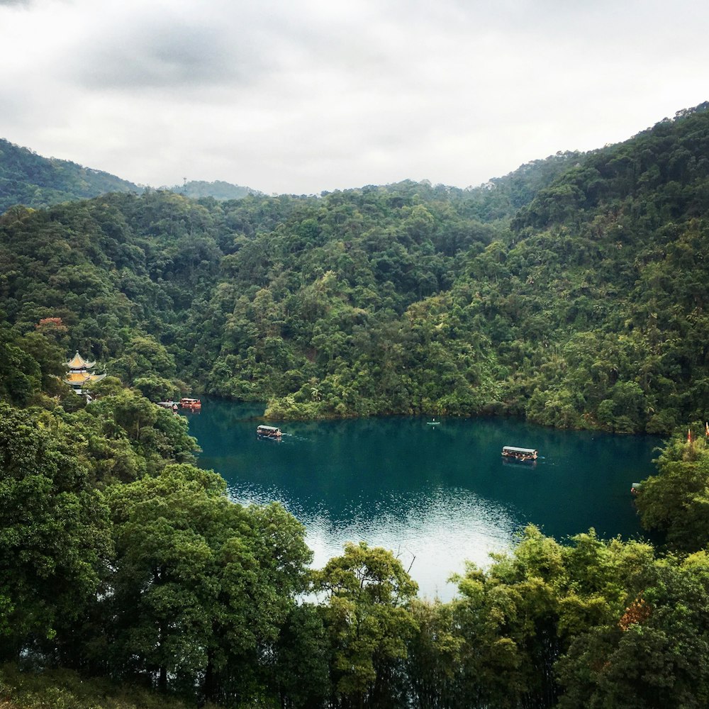 green trees near body of water