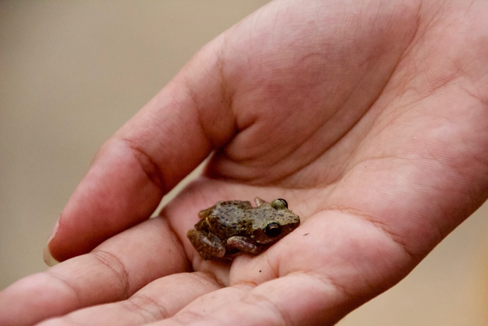 brown young frog on hand