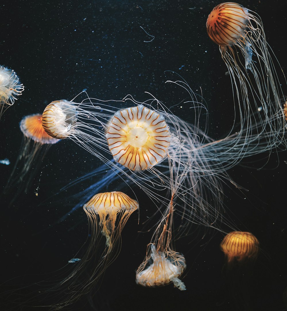 white and yellow jellyfish