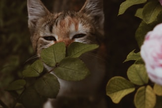 brown and black cat beside pink rose plant
