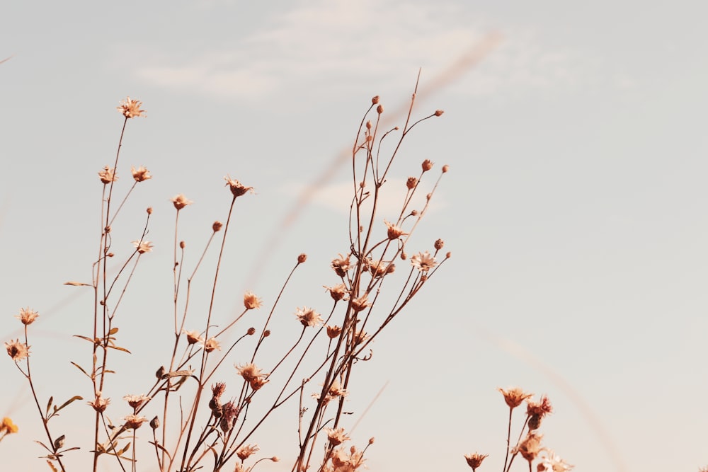 brown-petaled flowers