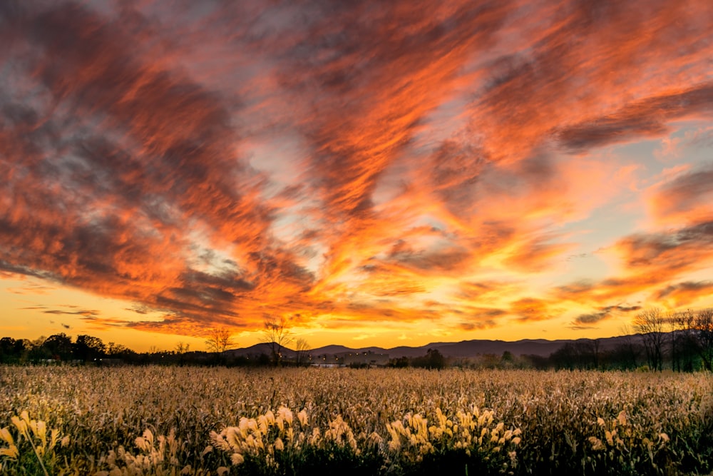 yellow petaled flower field under orange skies