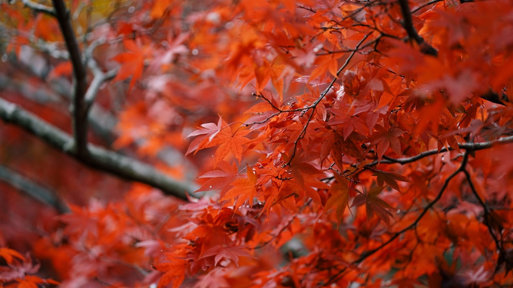 red-leafed tree
