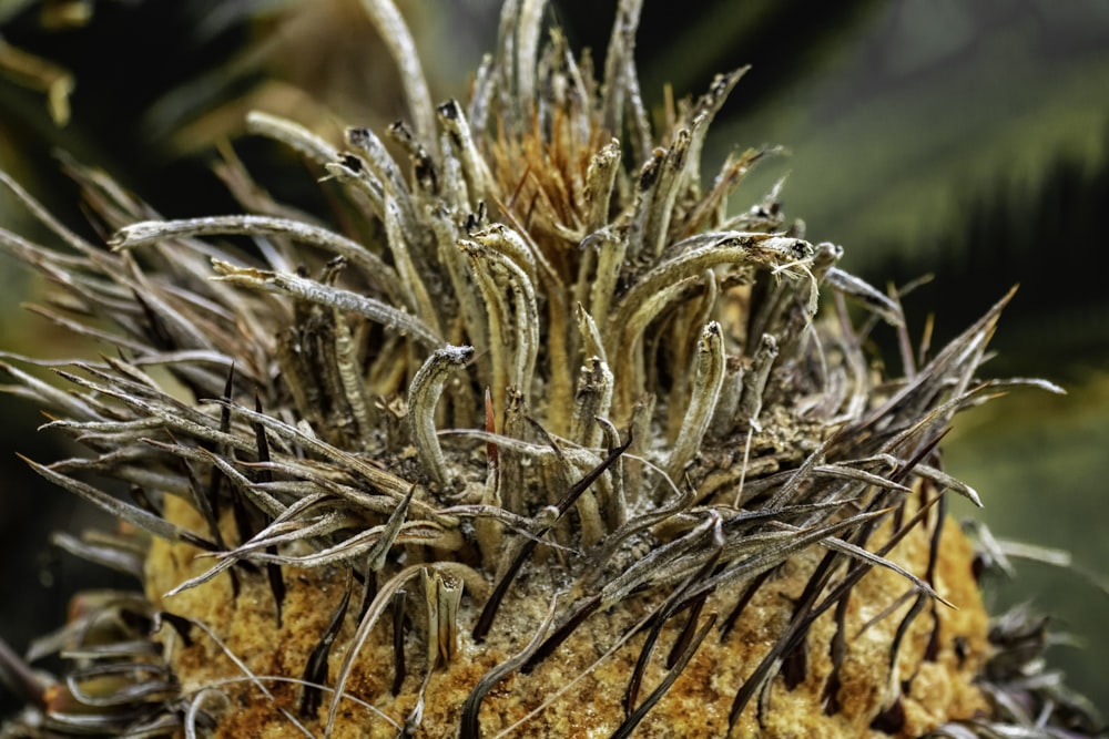 Planta de hoja marrón y negra