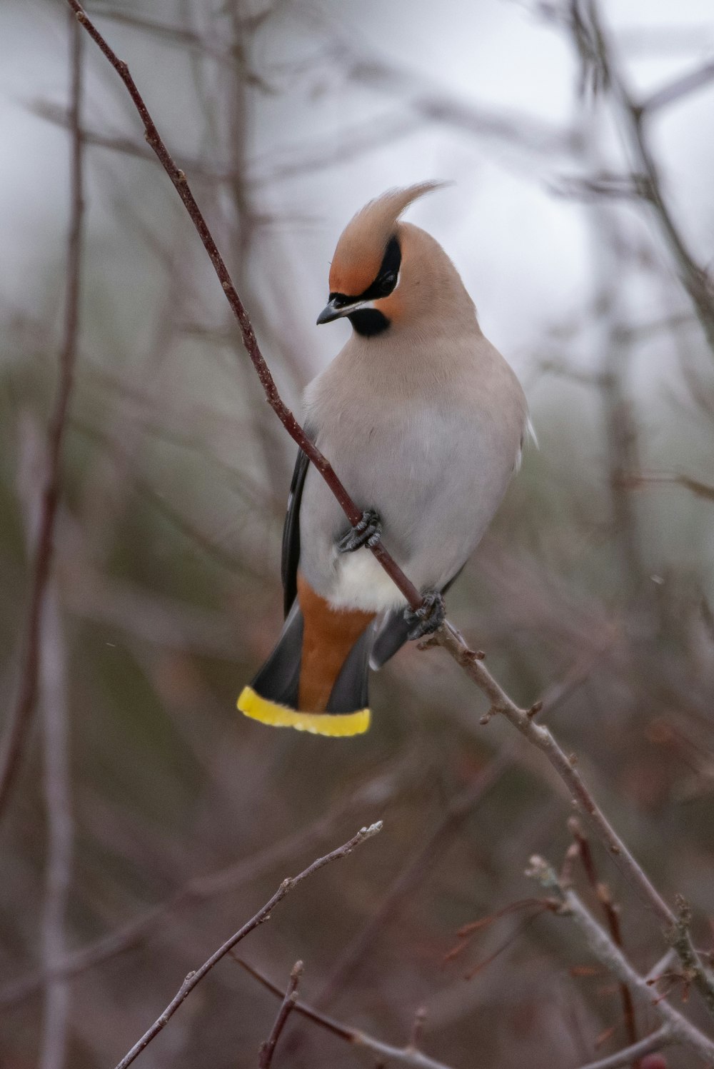 selective focus photography of brown bird