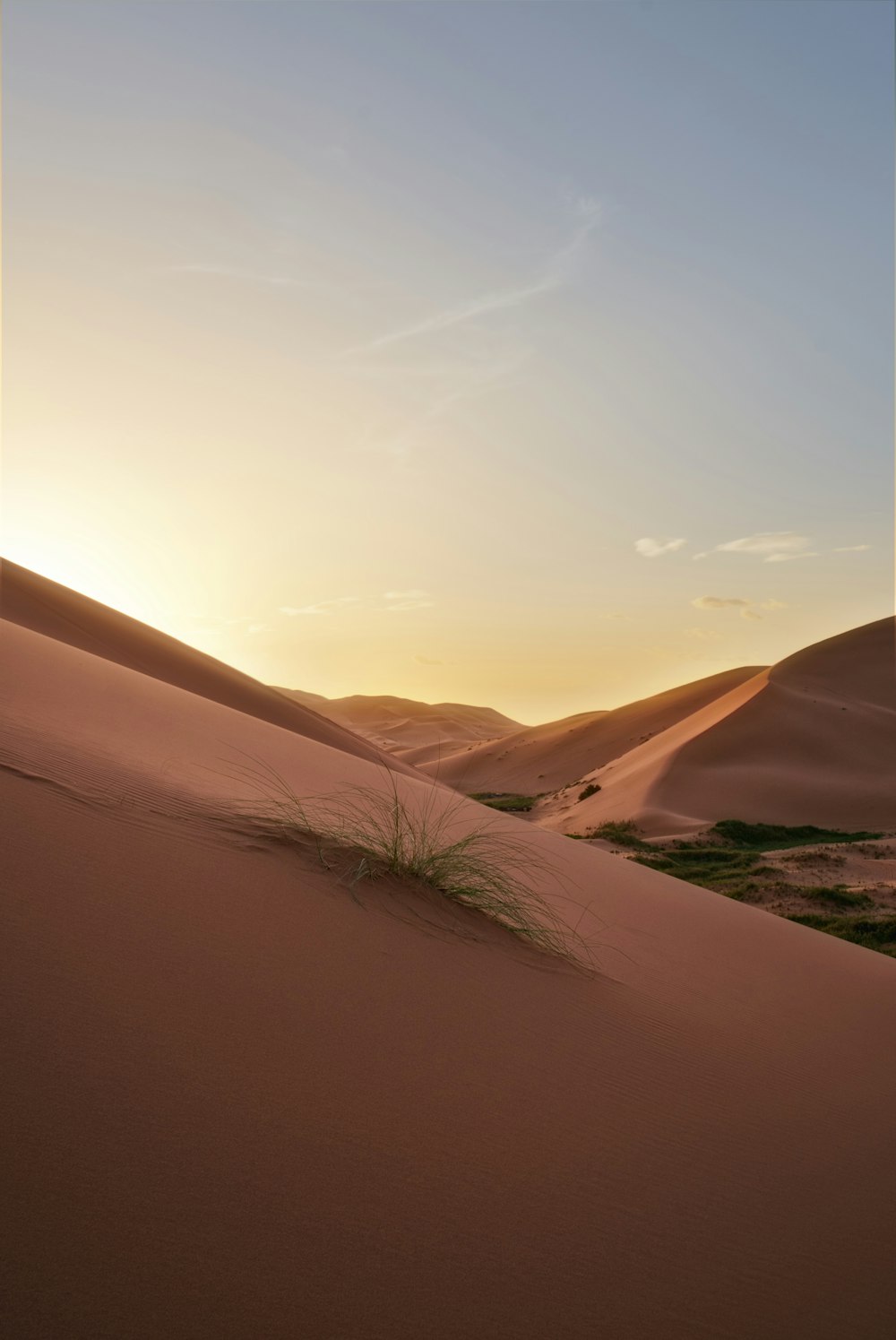 green grass on the sand