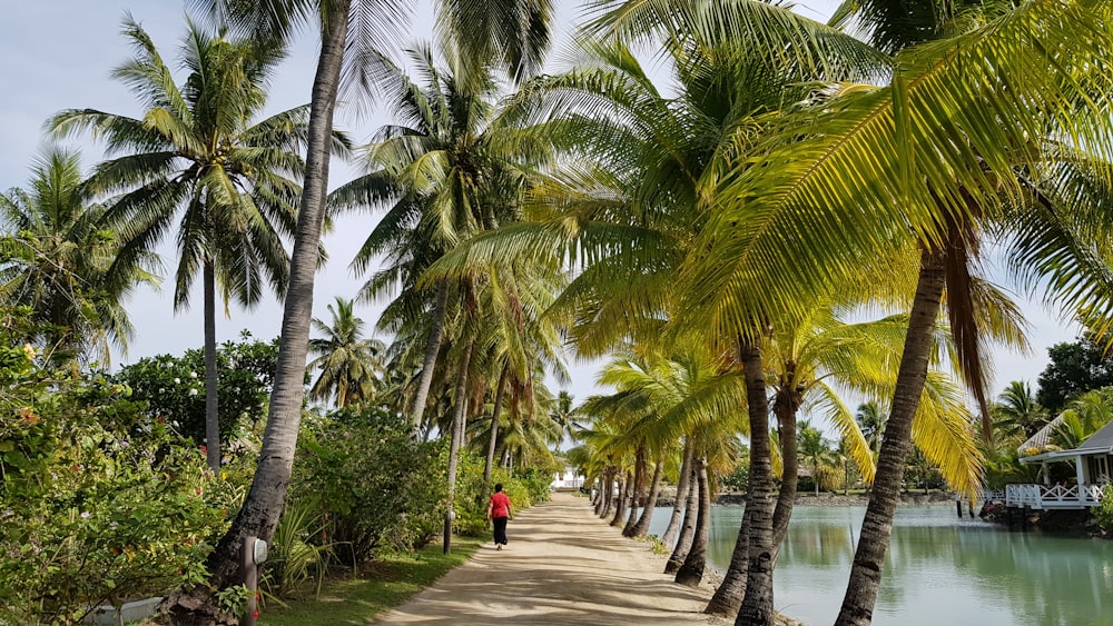 person walking on pathway between coconut trees