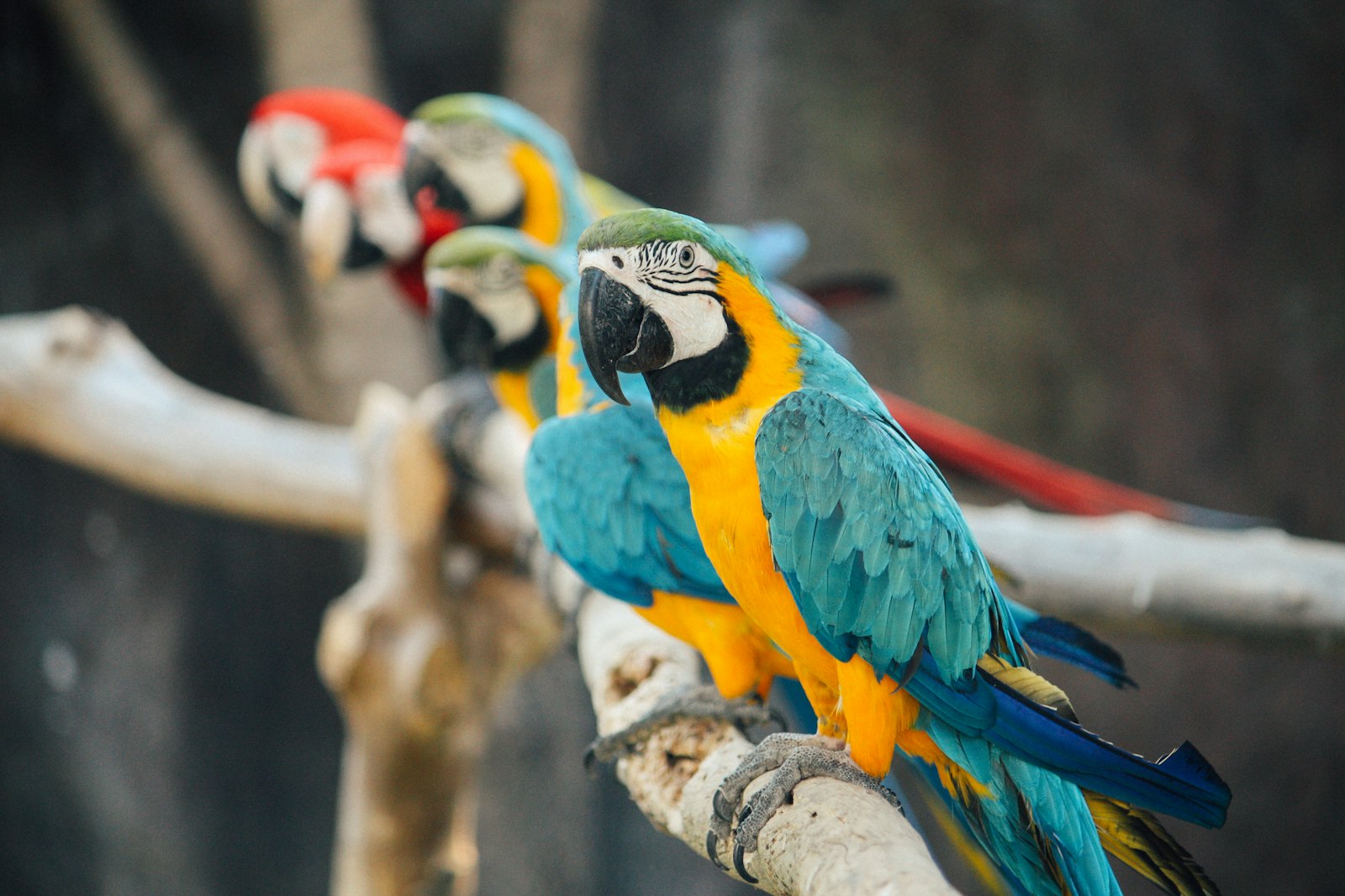 Canon EOS 700D (EOS Rebel T5i / EOS Kiss X7i) + Canon EF-S 55-250mm F4-5.6 IS sample photo. Blue-and-yellow macaw photography
