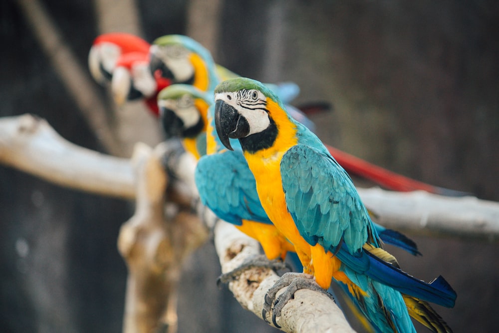 blue-and-yellow macaw