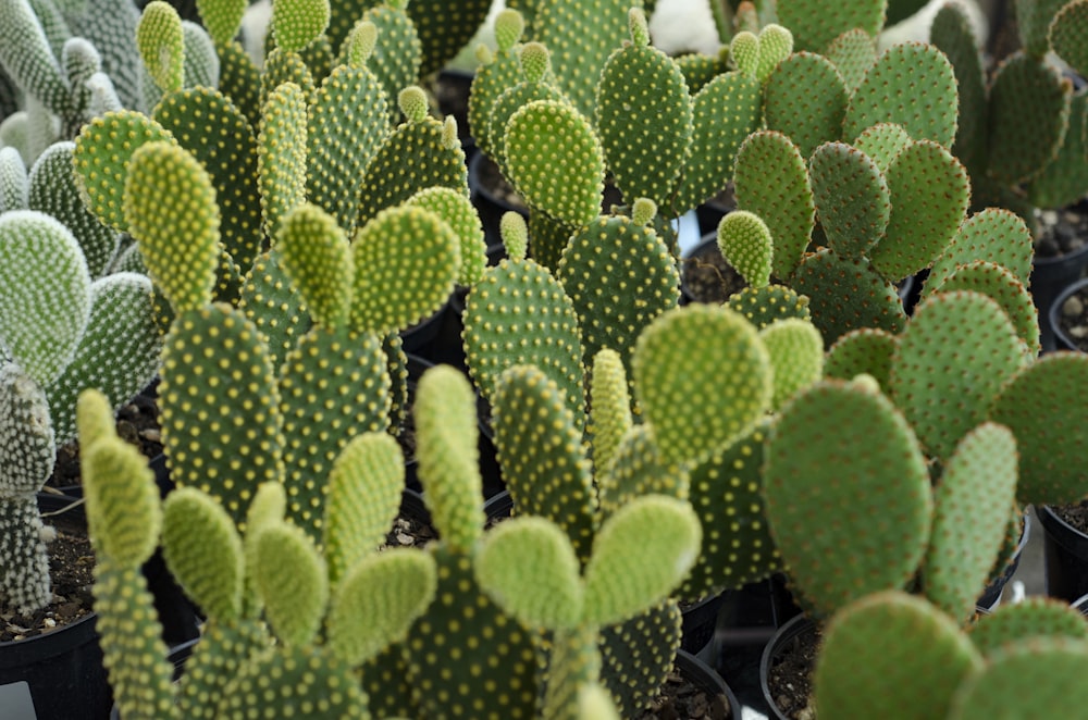 green cactus plants