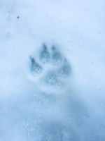 A single animal paw print is visibly imprinted in the fresh snow, suggesting recent activity. The print is detailed, showing the distinct pads and claws typical of a canine or similar animal.