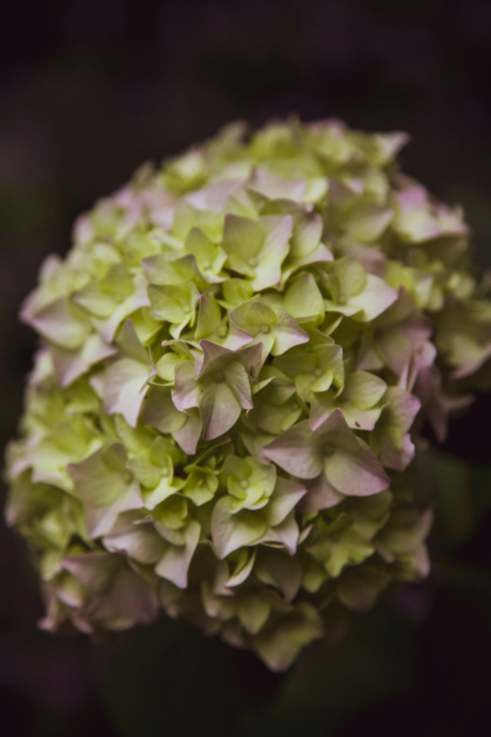 green and purple petaled flowers