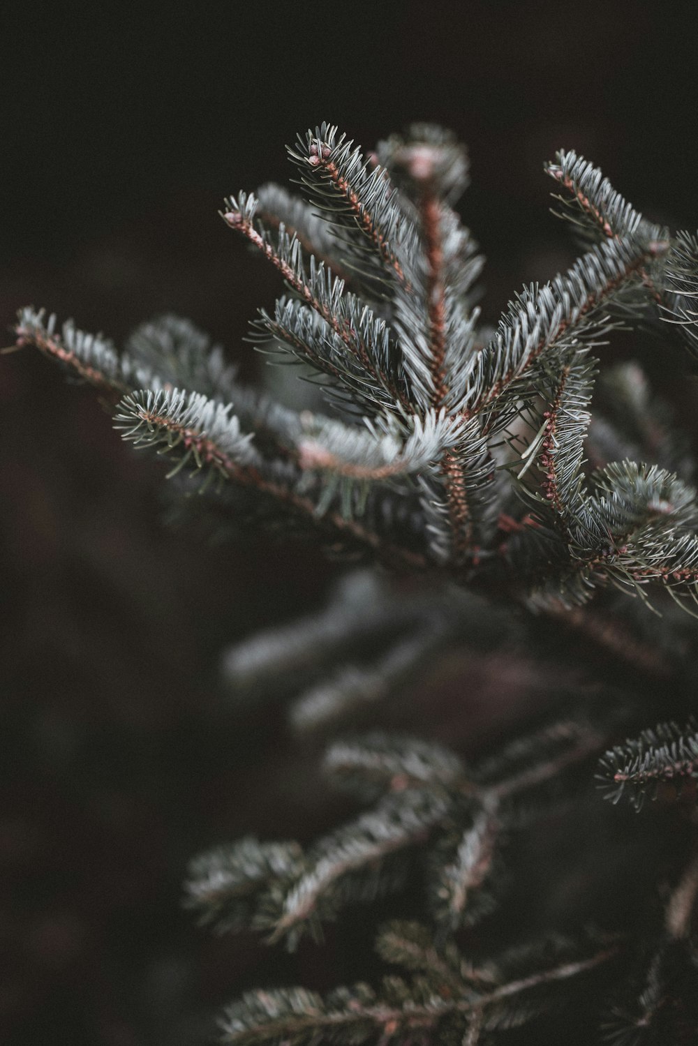 close-up photo of green leaf plant