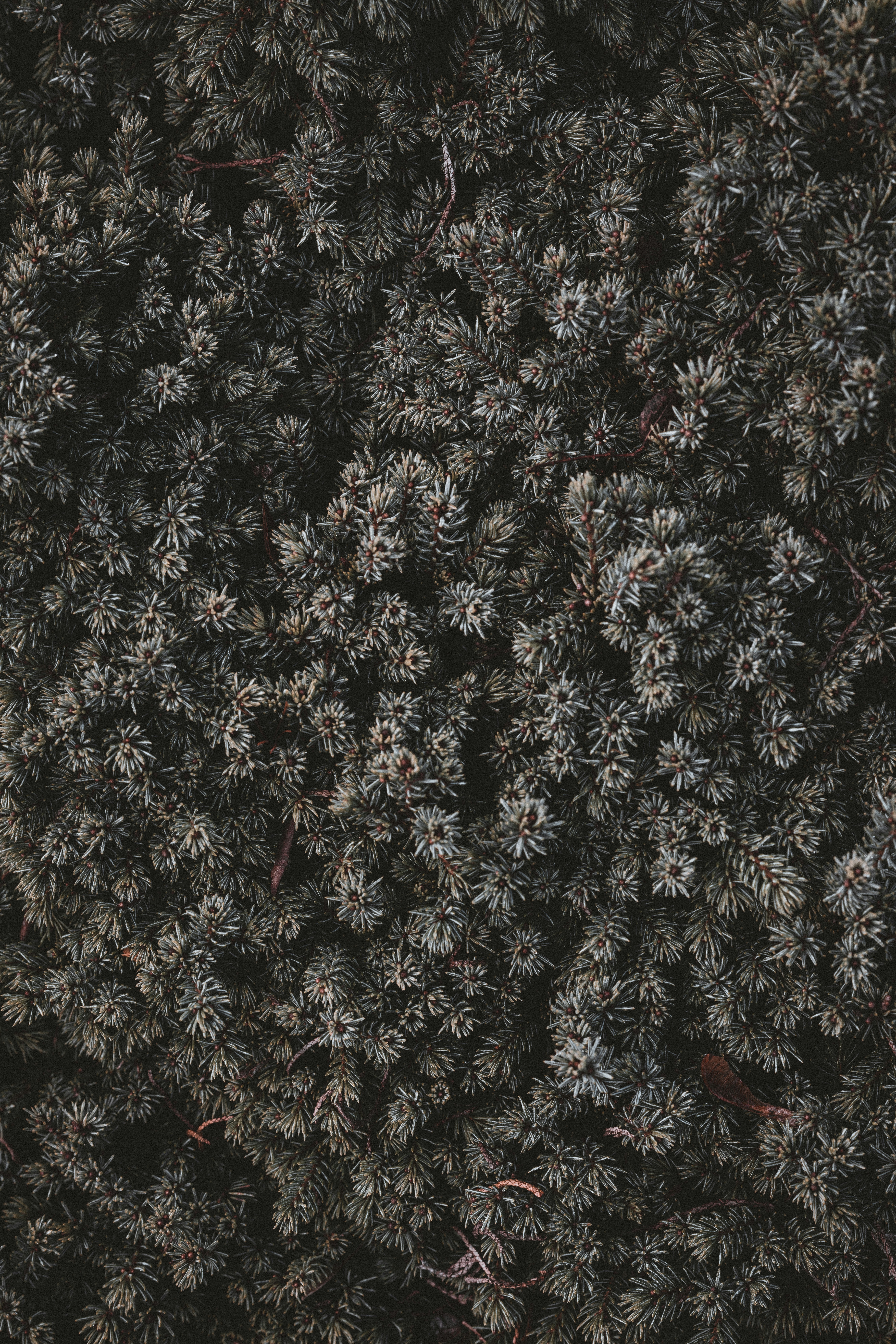 Photo by anniespratt