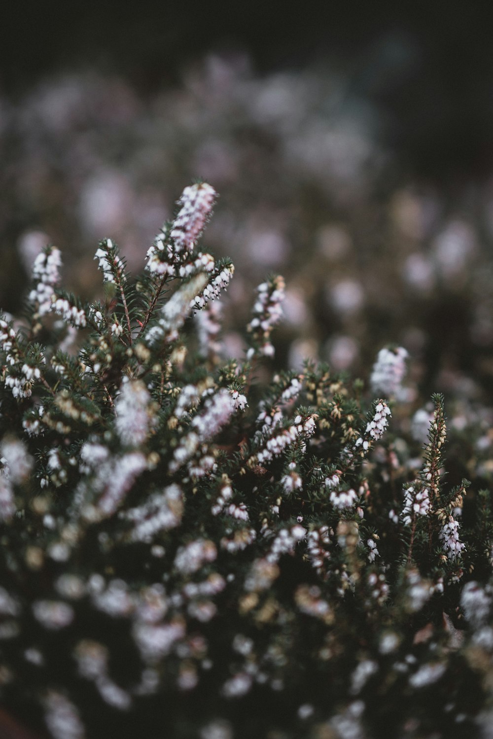 white petaled flowers