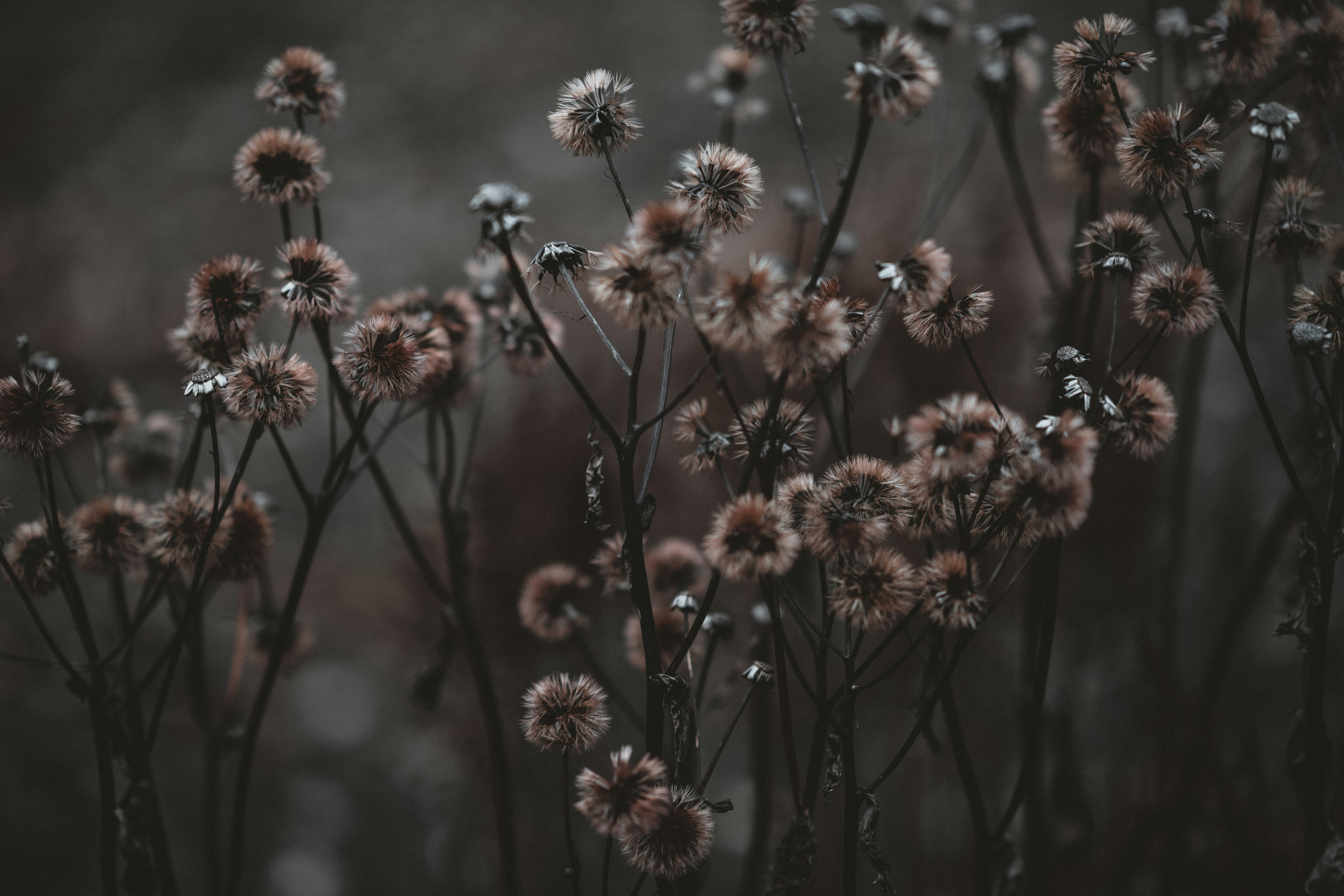 Photo by anniespratt