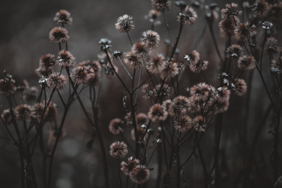 white petaled flowers