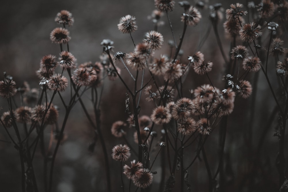 white petaled flowers