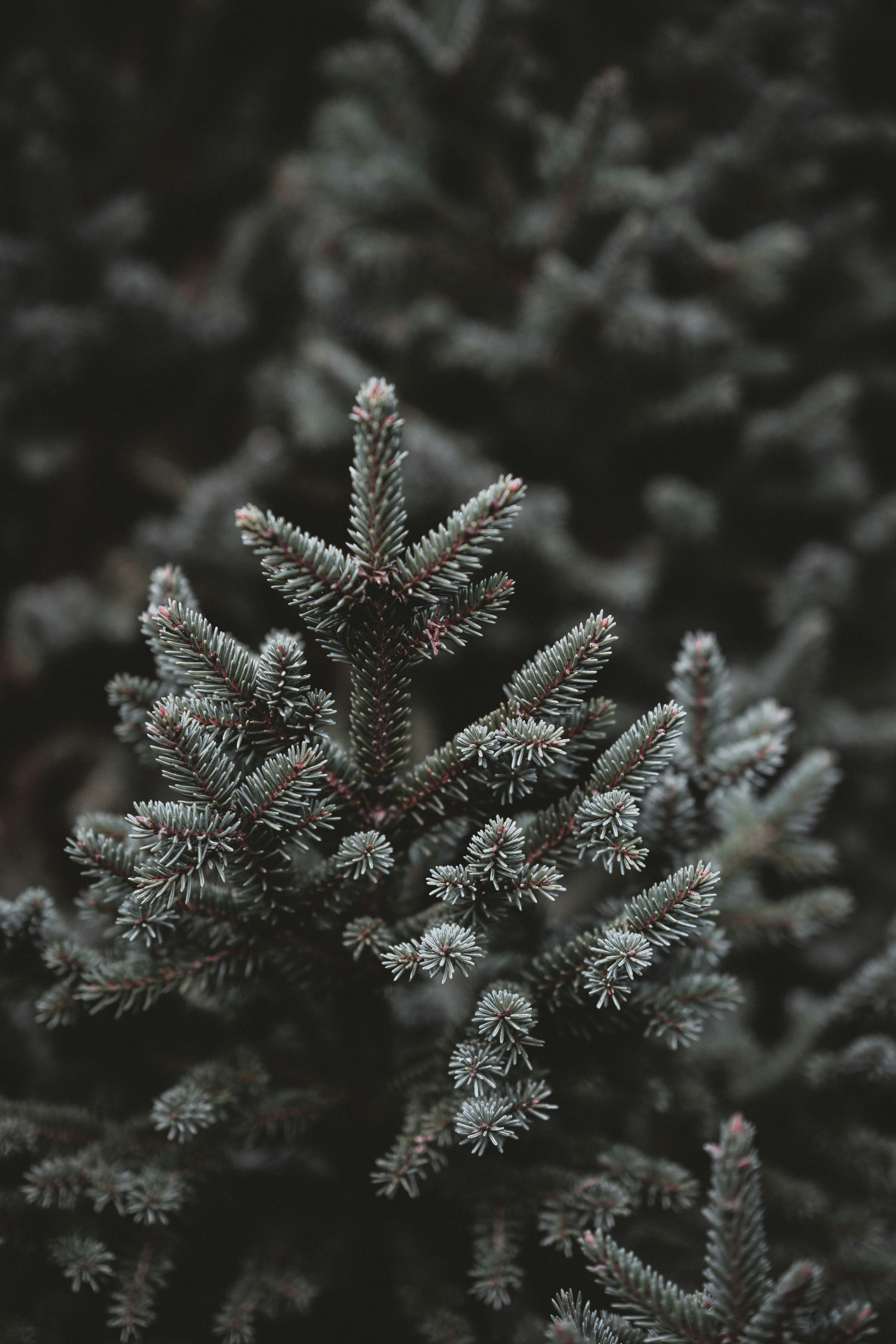 Photo by anniespratt