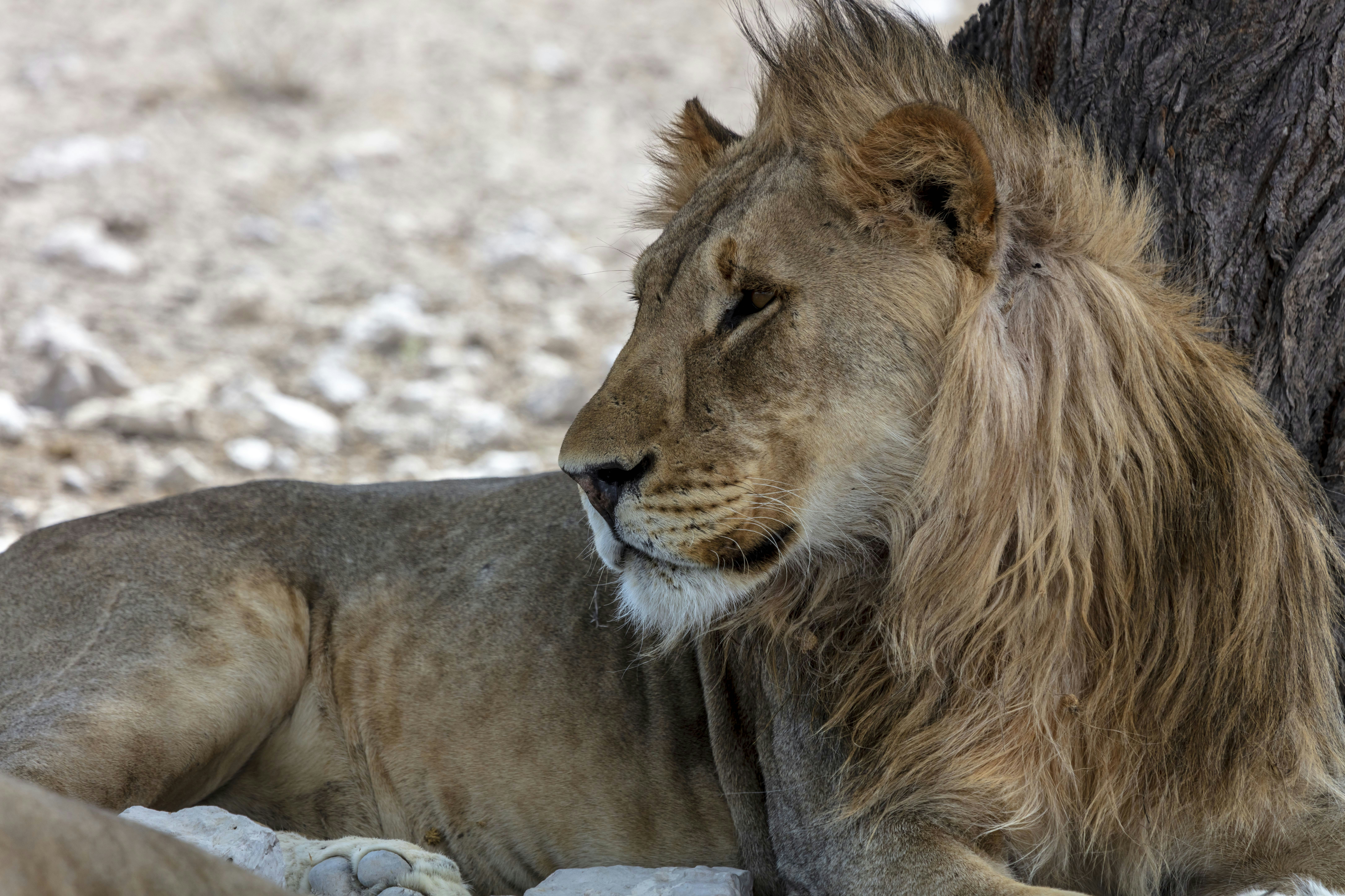 Photo by imedianamibia