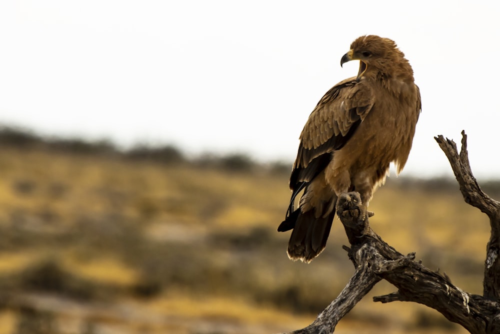 hawk on tree branch