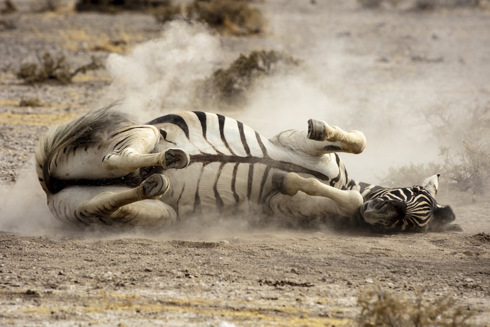 adult zebra lying on it's side during day