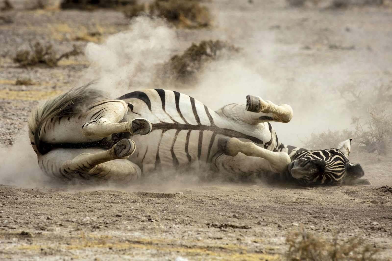 Canon EOS 5DS + Canon EF 100-400mm F4.5-5.6L IS USM sample photo. Adult zebra lying on photography