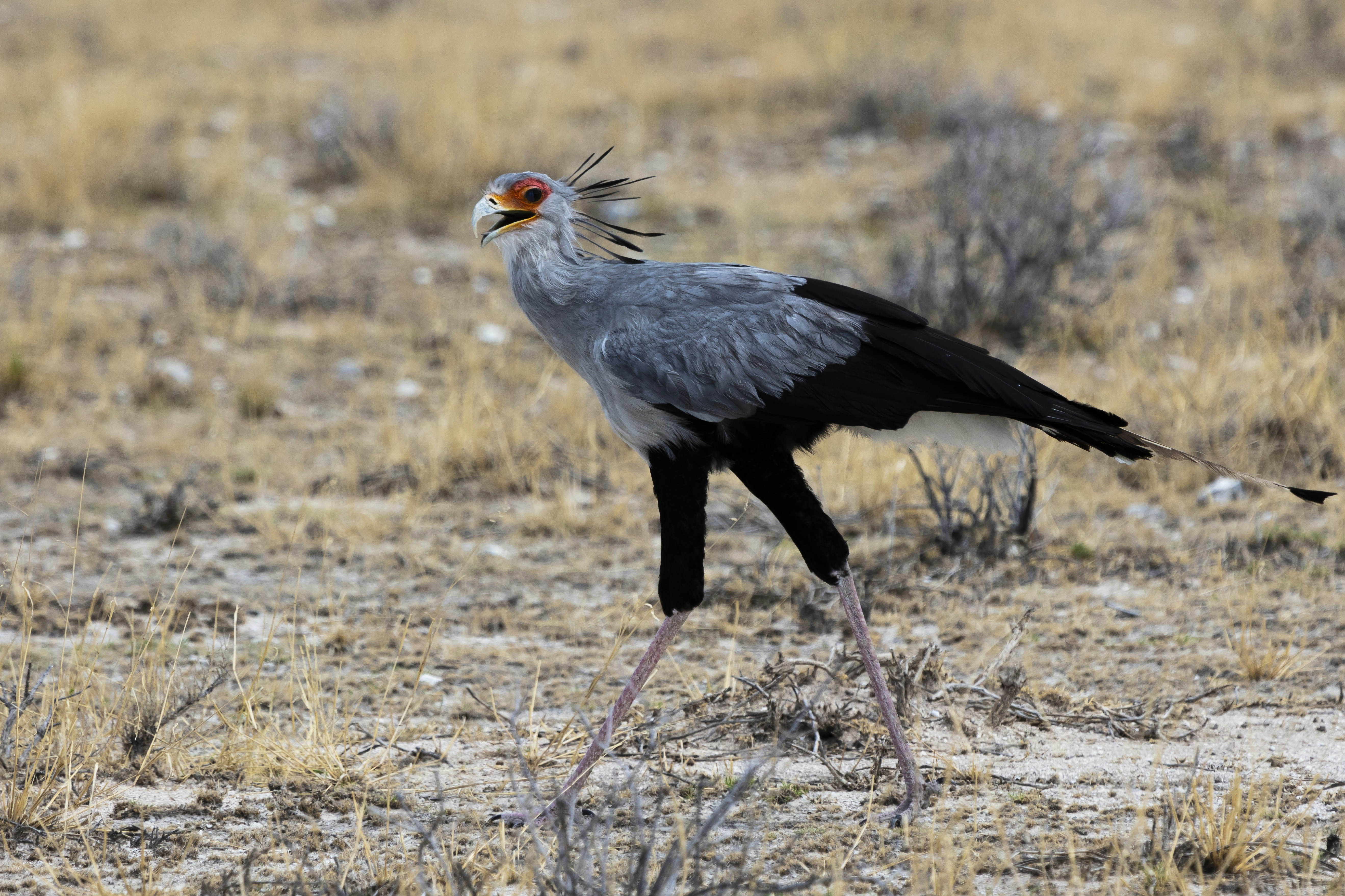 Photo by imedianamibia