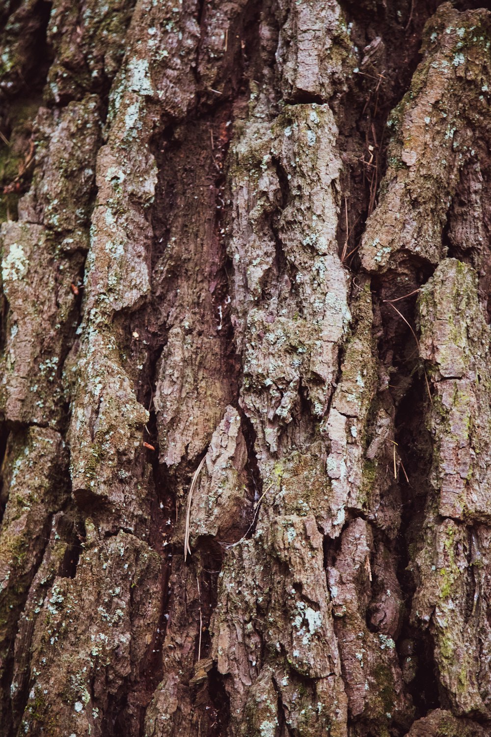 wood trunk