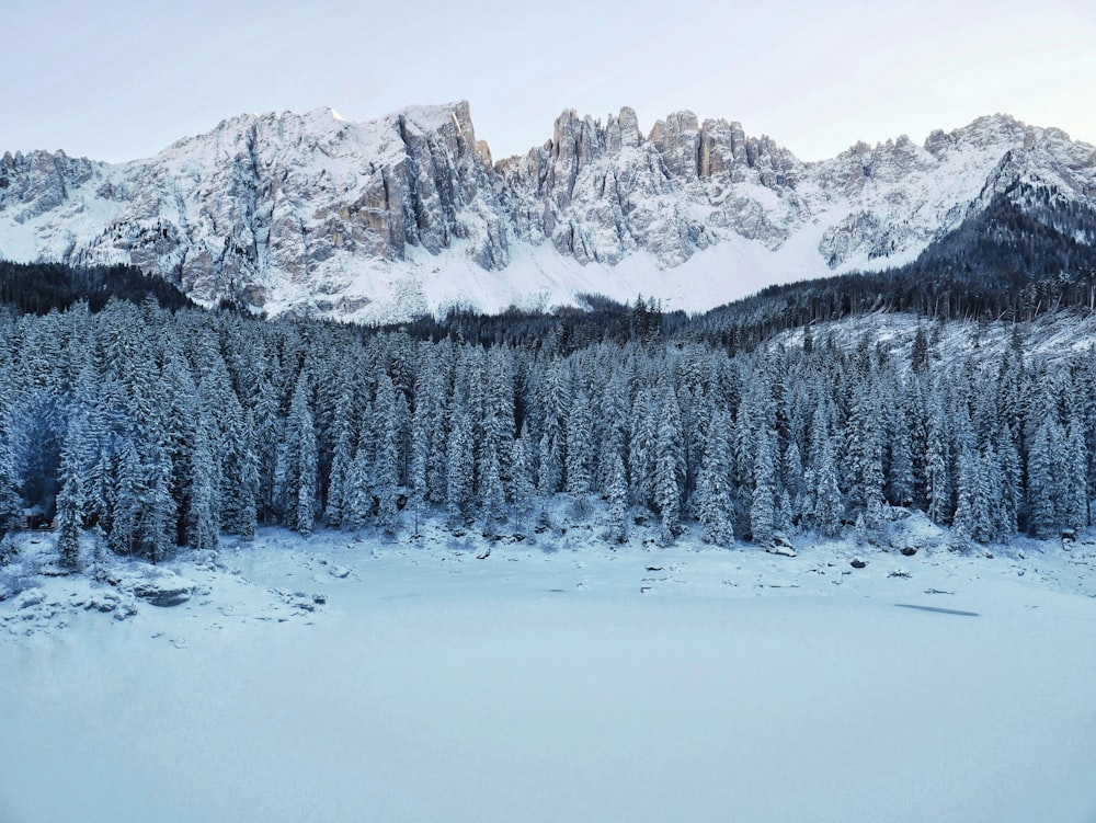 snow covered pine trees near rocky mountain