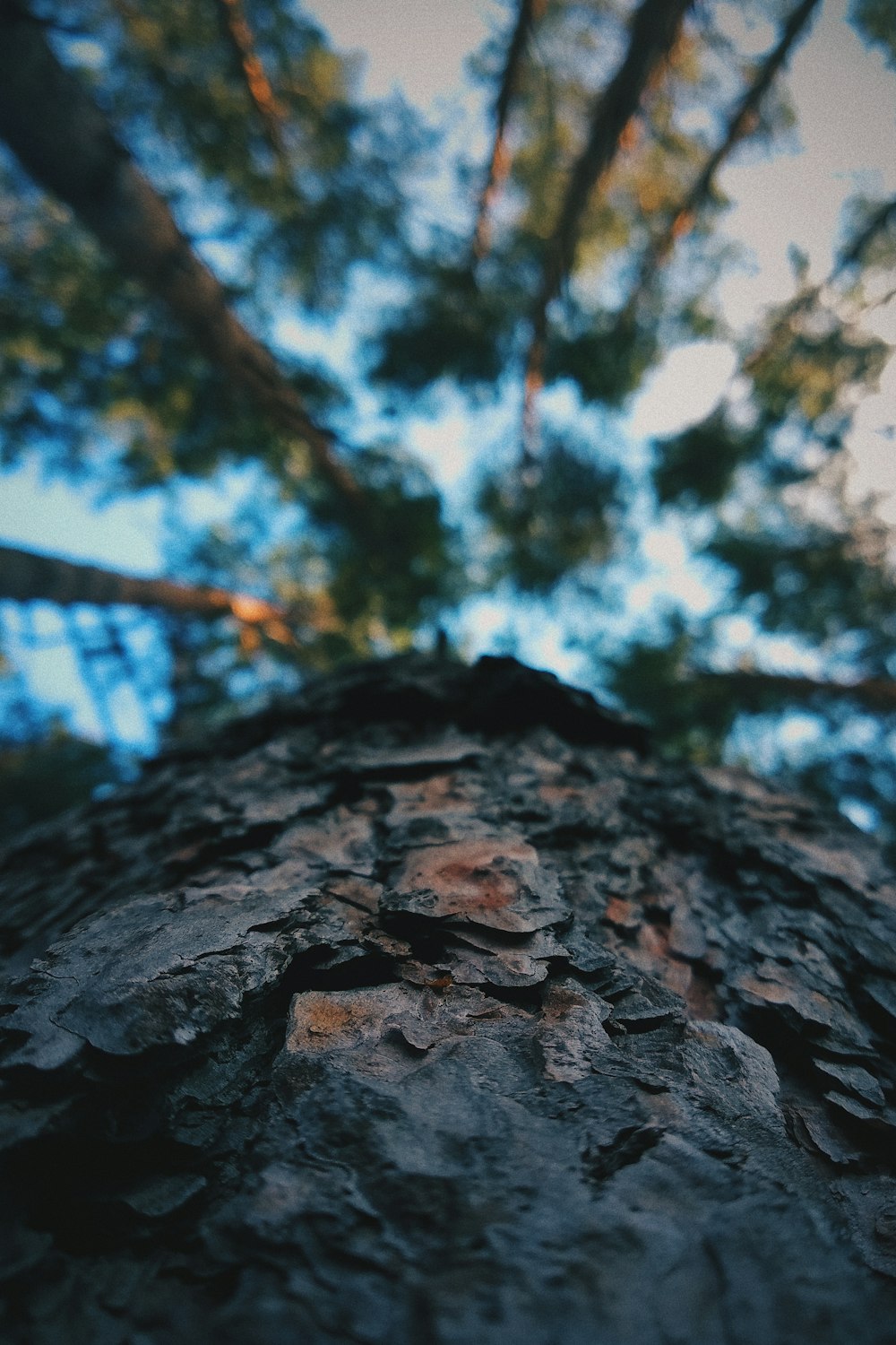 selective focus photography of tree