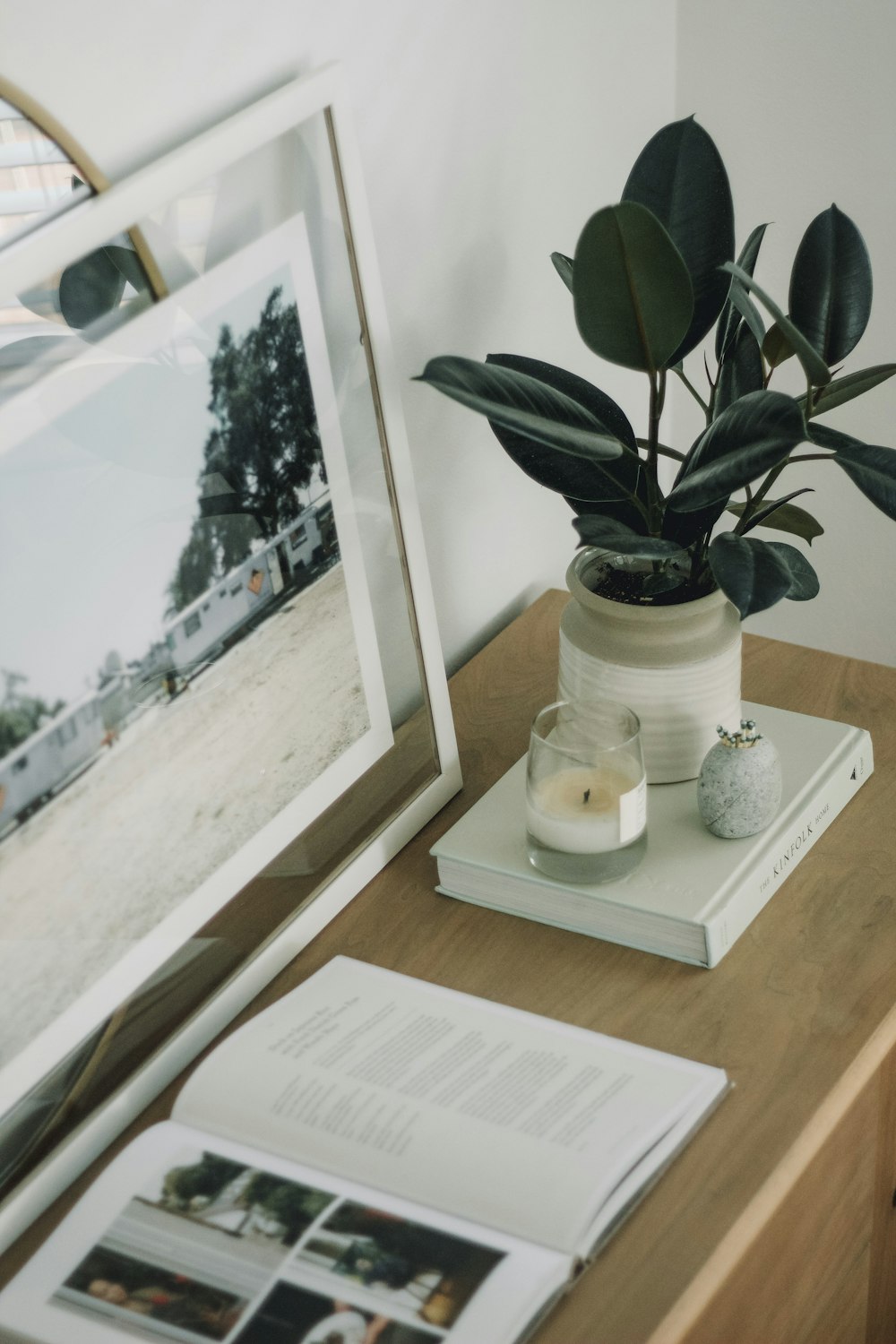 green rubber plant in white jar