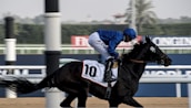 A jockey in a blue uniform rides a racehorse during a race, with the number 10 visible on the horse's harness. The background includes a racecourse with blurred spectators and palm trees.