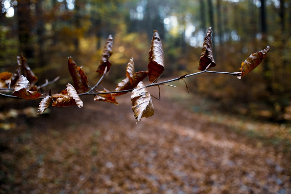 selective focus photography of withered leaf