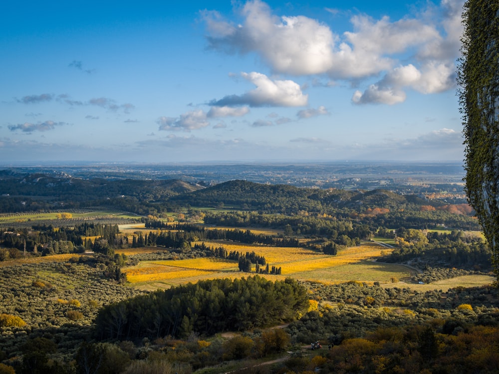 top view of green field with trees