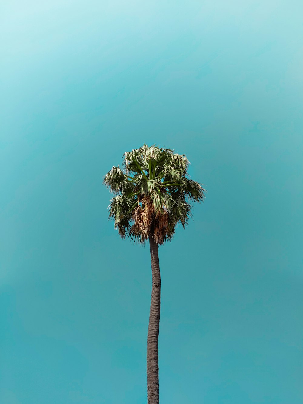 Vue de dessous de la palmeraie en éventail sous le ciel bleu pendant la journée