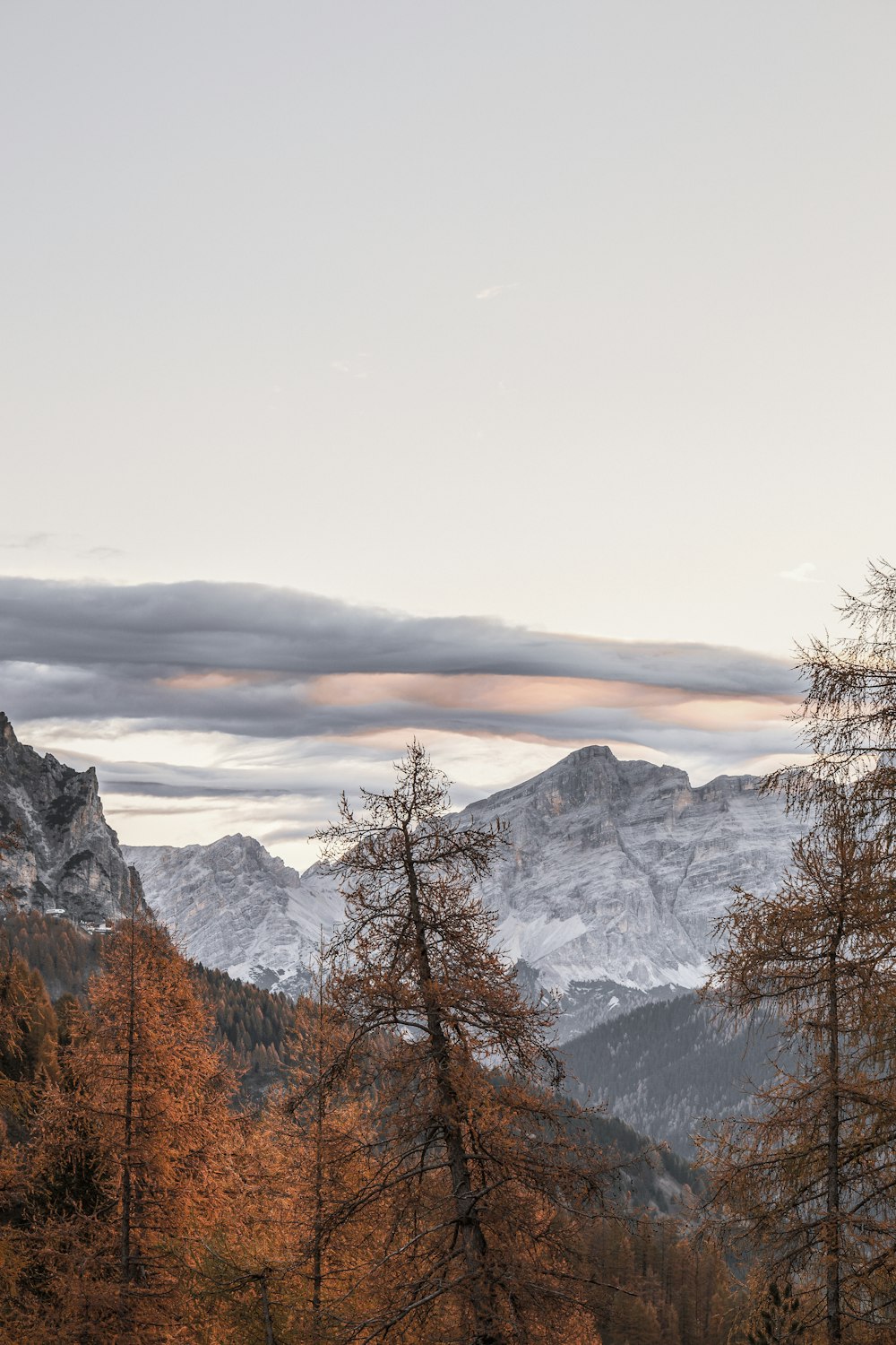 green-leafed trees near mountain during daytime