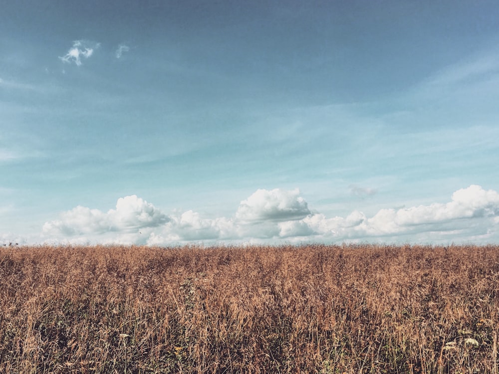 brown grass field under cumulus clouds