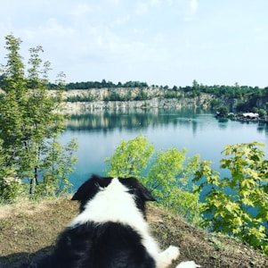 A black and white dog lies on the edge of a grassy cliff overlooking a serene body of water. The scene is surrounded by lush green trees, and in the distance, there is a rocky shoreline with additional greenery. The water reflects the surrounding cliffs and trees, creating a peaceful and natural atmosphere.