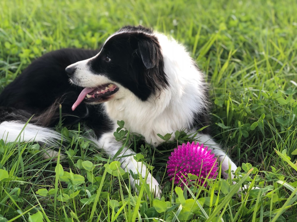 dog lying on grass field beside spike ball toy