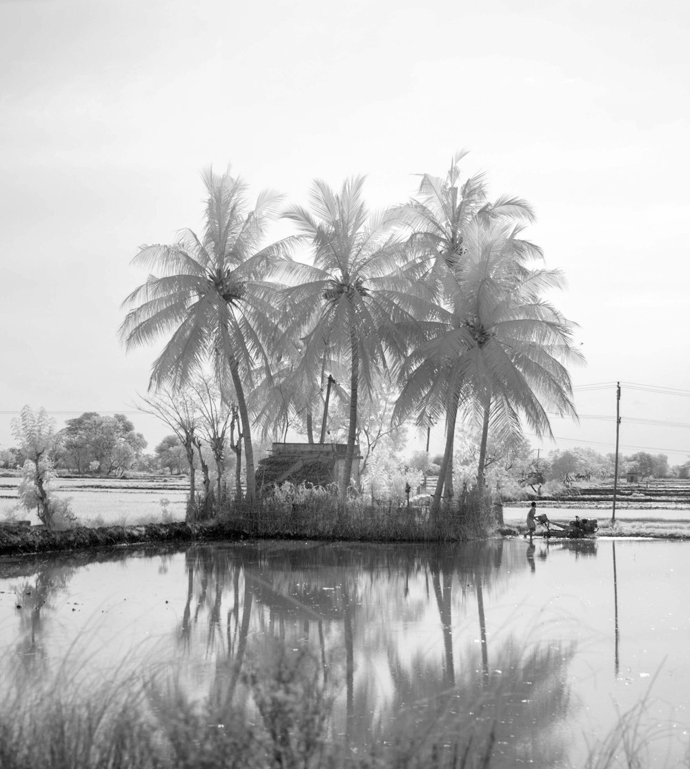 Photographie en niveaux de gris de cocotiers près d’un plan d’eau