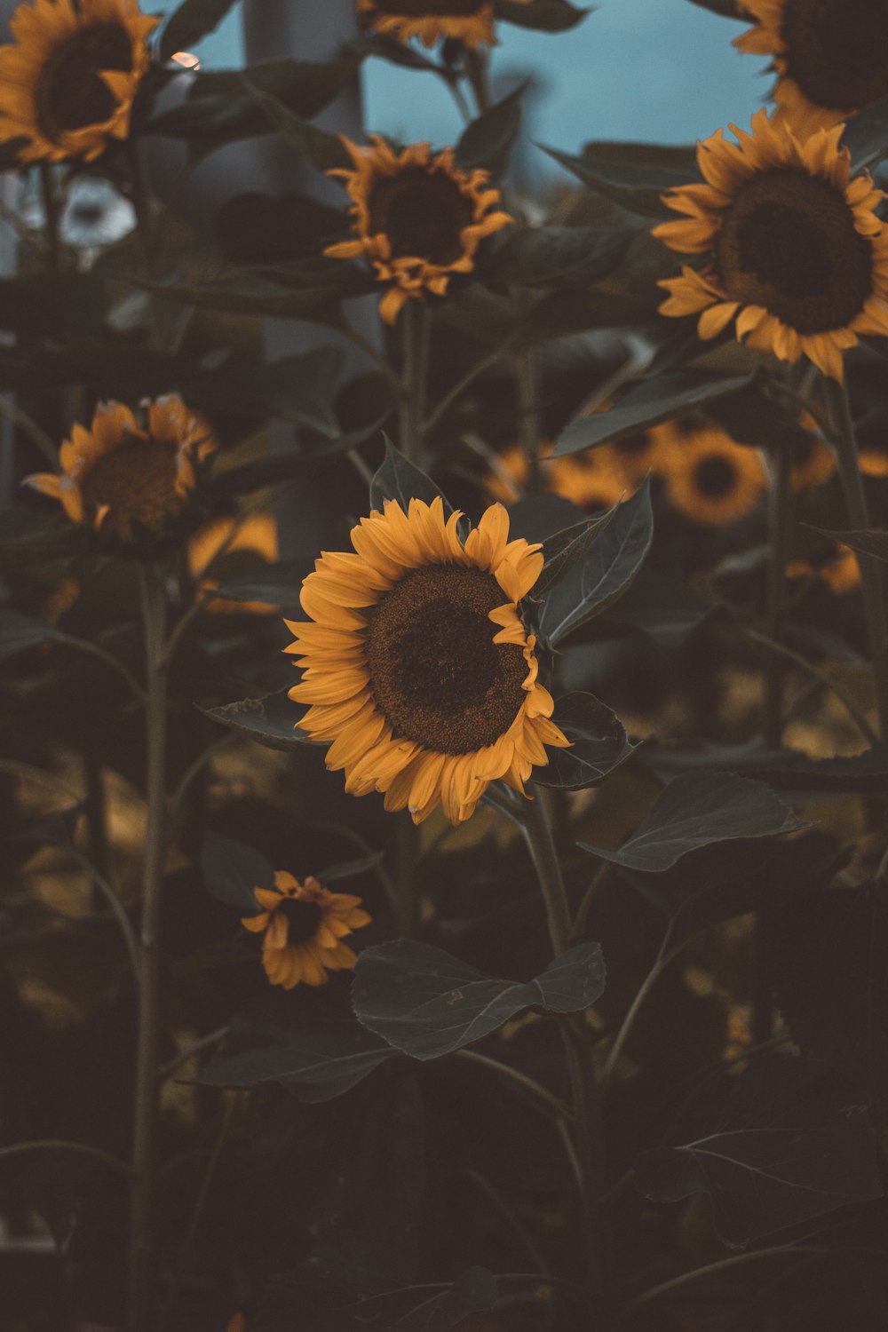 sunflower field