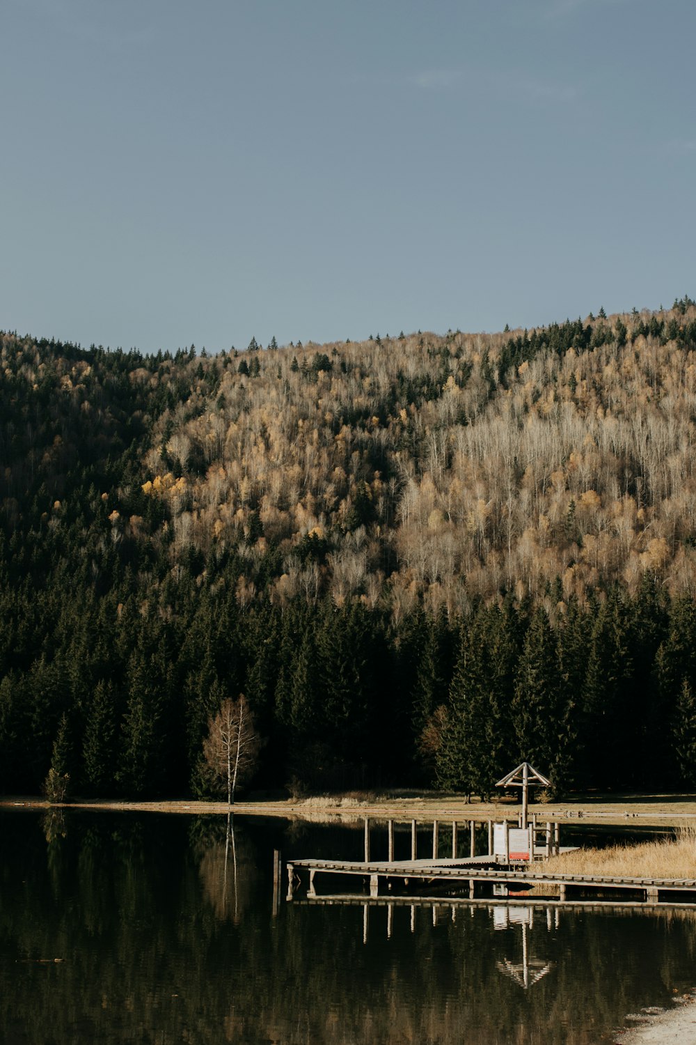 green pine trees near body of water