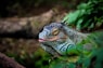 green lizard in close-up photography