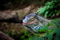 green lizard in close-up photography