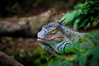 green lizard in close-up photography