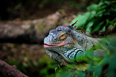 Close-up of Galápagos wildlife highlighting unique species in a pristine natural setting